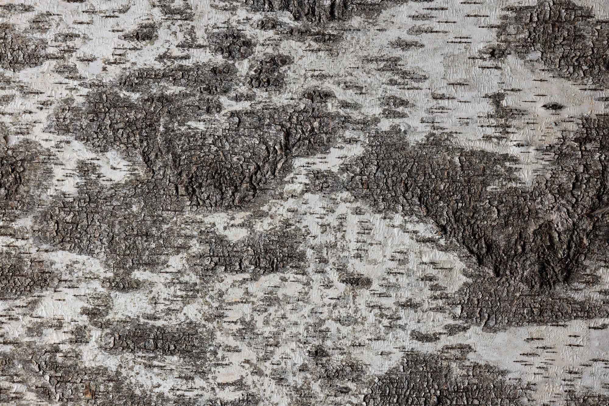 EmotionWood EmotionWood Forest Series